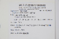 鐵角蕨藏品圖，第2張