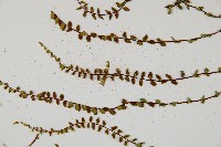 鐵角蕨藏品圖，第3張