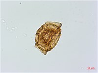 鐵角蕨藏品圖，第2張