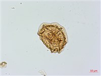 鐵角蕨藏品圖，第3張