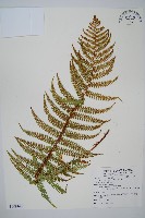 瓦氏鱗毛蕨藏品圖，第1張