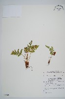 密毛鱗毛蕨藏品圖，第1張