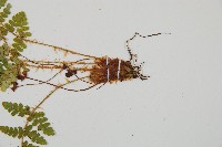 密毛鱗毛蕨藏品圖，第3張