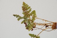 密毛鱗毛蕨藏品圖，第4張