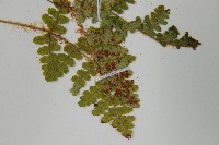 密毛鱗毛蕨藏品圖，第5張