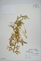 石松藏品圖，第1張