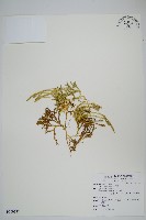 玉山石松藏品圖，第1張