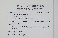 玉山石松藏品圖，第2張