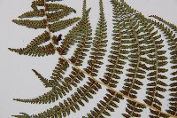 對生蹄蓋蕨藏品圖，第7張