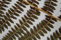 對生蹄蓋蕨藏品圖，第8張