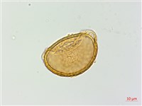 對生蹄蓋蕨藏品圖，第2張