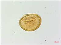 對生蹄蓋蕨藏品圖，第3張