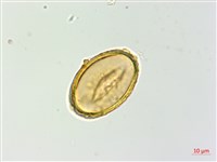 對生蹄蓋蕨藏品圖，第4張