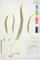 擬芽孢耳蕨藏品圖，第2張