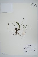 瓦葦藏品圖，第1張