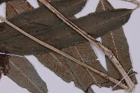 華鳳丫蕨藏品圖，第4張