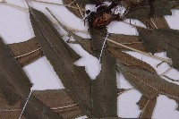 華鳳丫蕨藏品圖，第6張