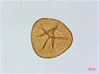 華鳳丫蕨藏品圖，第2張