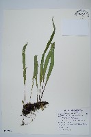 粵瓦葦藏品圖，第1張