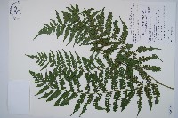 奄美雙蓋蕨藏品圖，第1張