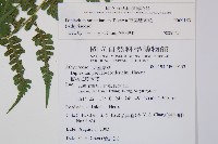 奄美雙蓋蕨藏品圖，第2張
