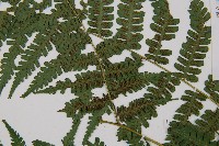 奄美雙蓋蕨藏品圖，第3張