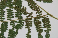 奄美雙蓋蕨藏品圖，第4張