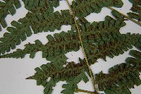 奄美雙蓋蕨藏品圖，第5張