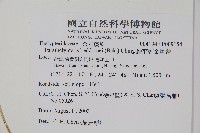 縮羽副金星蕨藏品圖，第2張