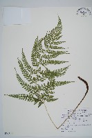 臺灣兩面複葉耳蕨藏品圖，第1張