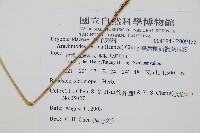 臺灣兩面複葉耳蕨藏品圖，第2張