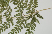 臺灣兩面複葉耳蕨藏品圖，第3張