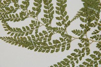 臺灣兩面複葉耳蕨藏品圖，第4張