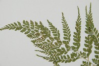 臺灣兩面複葉耳蕨藏品圖，第5張