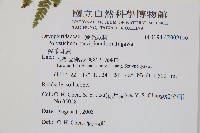 尖葉耳蕨藏品圖，第2張