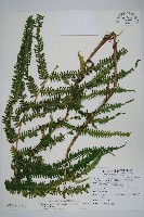 斜葉金星蕨藏品圖，第1張