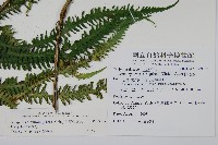 斜葉金星蕨藏品圖，第2張