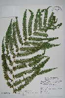 斜葉金星蕨藏品圖，第3張