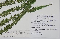 斜葉金星蕨藏品圖，第4張