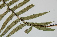 桫欏鱗毛蕨藏品圖，第3張