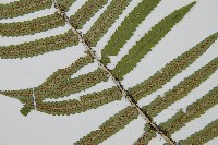 桫欏鱗毛蕨藏品圖，第4張