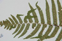 桫欏鱗毛蕨藏品圖，第5張