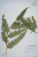 生芽狗脊蕨、頂芽狗脊蕨藏品圖，第1張