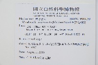 生芽狗脊蕨、頂芽狗脊蕨藏品圖，第2張