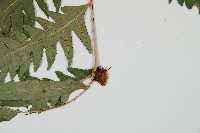 生芽狗脊蕨、頂芽狗脊蕨藏品圖，第4張