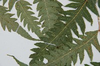 生芽狗脊蕨、頂芽狗脊蕨藏品圖，第5張