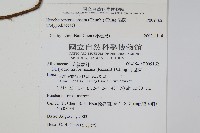 扇蕨藏品圖，第2張