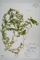 全緣卷柏藏品圖，第1張