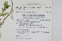 全緣卷柏藏品圖，第2張