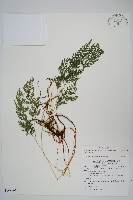 高山金粉蕨藏品圖，第1張